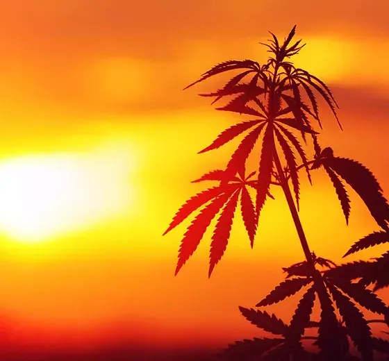 CFCr’s executive director speaks on Florida’s roadmap to cannabis legalization