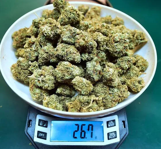 Investors in cannabis companies burned by stock-market losses in 2021 even as the pot business grows