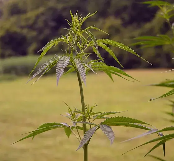 FDA Head Admits Agency Has Been Slow To Regulate CBD, But Suggests Congress Needs To Do More