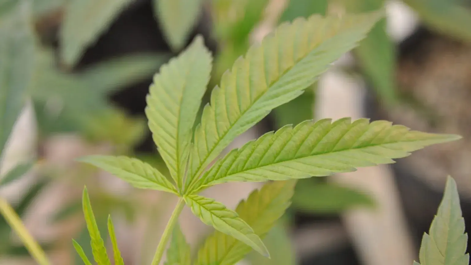 FDA Says Agency Is Working on “Flexibilities” It Might Have on Cannabis