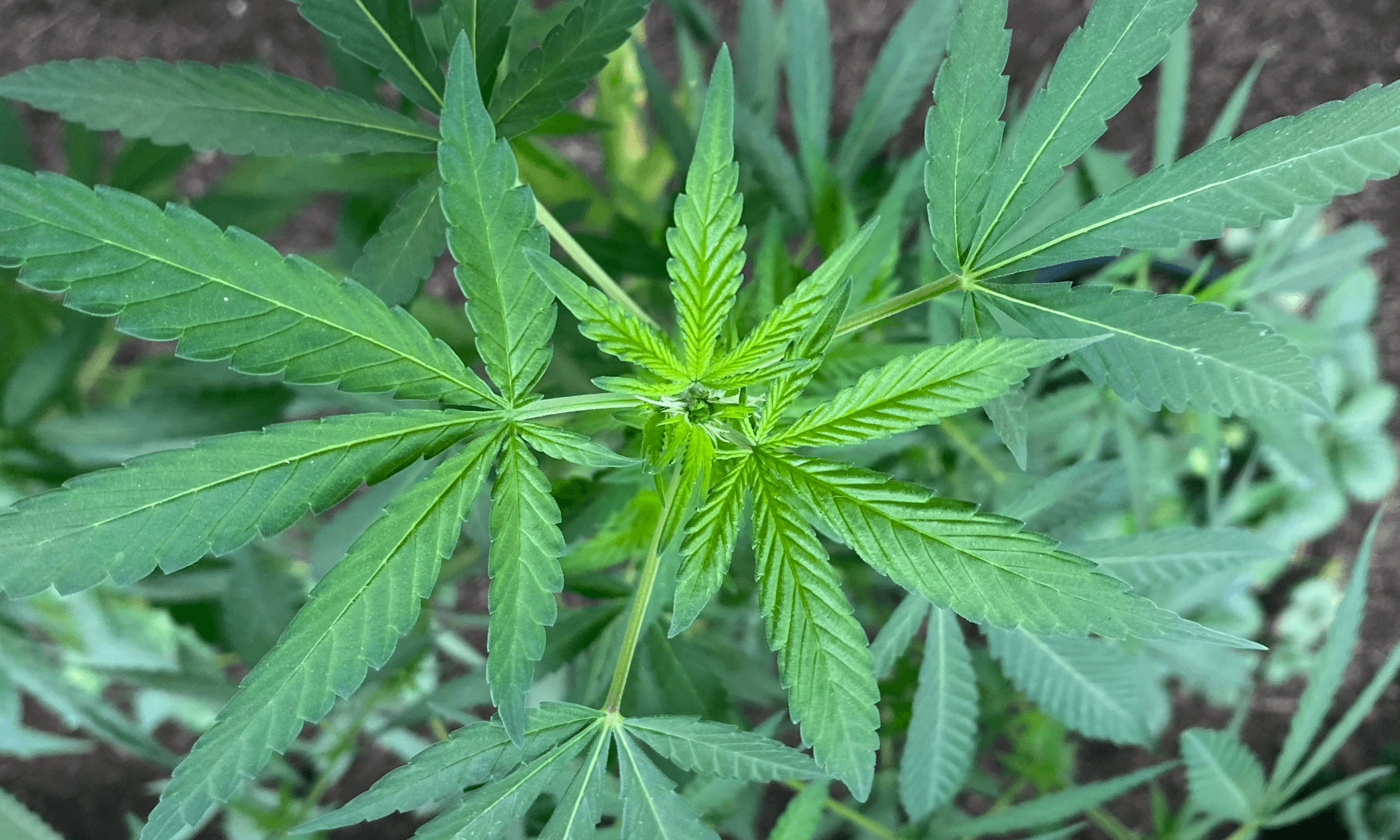 FDA Exploring ‘Flexibilities’ In Marijuana Scheduling Review, But Top Official Says DEA Has ‘Final Word’